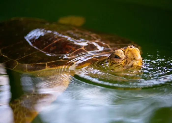 וילה Kelebek Paradise *