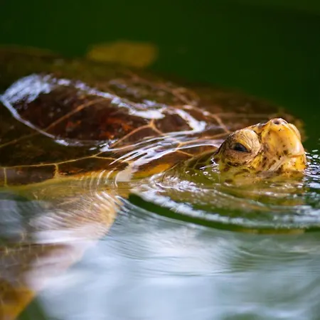 Villa Kelebek Paradise *